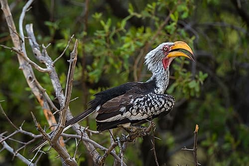 An eastern yellow-billed hornbill-Tockus flavirostris-perching in the Okavango Delta Botswana Art Print